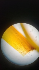 Amphidium californicum