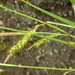 Azores Sedge - Photo (c) Peter Zika, some rights reserved (CC BY-NC), uploaded by Peter Zika