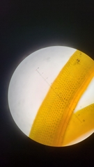 Amphidium californicum