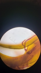 Amphidium californicum