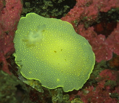 Cadlina laevis
