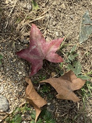 Liquidambar formosana