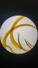 Amphidium californicum