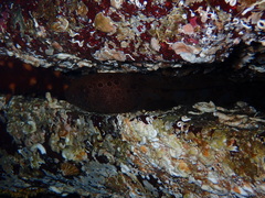 Anarrhichthys ocellatus