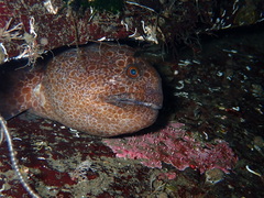 Anarrhichthys ocellatus