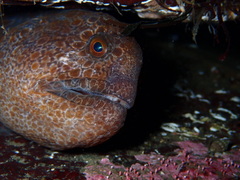 Anarrhichthys ocellatus