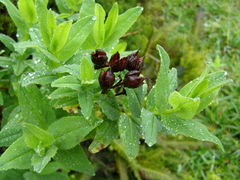 Hypericum foliosum