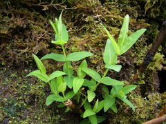 Hypericum foliosum