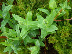 Hypericum foliosum