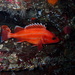 Yelloweye Rockfish - Photo (c) Kathleen R., some rights reserved (CC BY-NC), uploaded by Kathleen R.