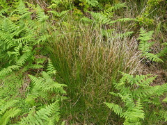 Juncus effusus effusus
