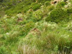 Juncus effusus effusus