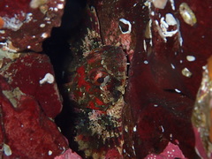 Hemilepidotus hemilepidotus