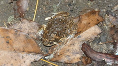 Kaloula baleata