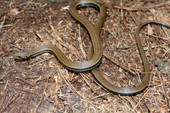 Monte Cristi Graceful Brown Snake photo 4