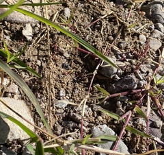 Copestylum fornax