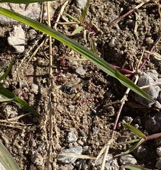 Copestylum fornax