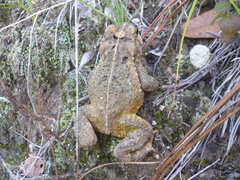 Incilius ibarrai