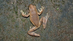 Polypedates leucomystax