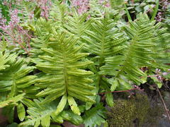 Polypodium macaronesicum azoricum