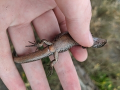 Oligosoma smithi