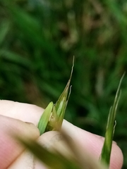 Bromus sitchensis