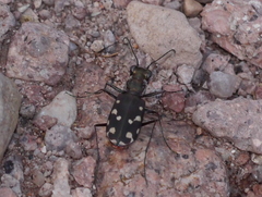 Cicindela sedecimpunctata