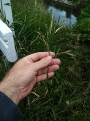 Bromus sitchensis