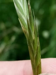 Bromus sitchensis