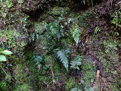 Abrodictyum elongatum