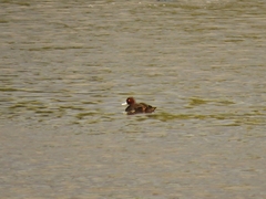 Netta erythrophthalma