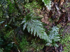 Abrodictyum elongatum