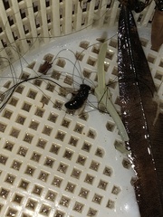 Apis mellifera