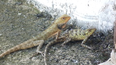 Calotes versicolor