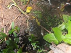Limnonectes kuhlii