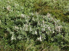 Salix lanata