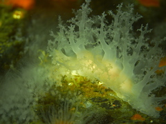 Dendronotus lacteus
