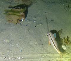 Austrodromidia octodentata