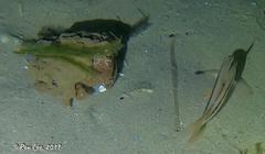 Austrodromidia octodentata