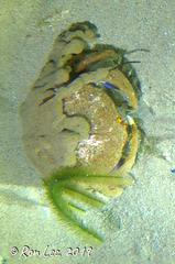 Austrodromidia octodentata