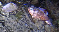 Maxillicosta scabriceps