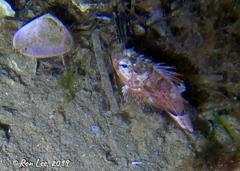 Maxillicosta scabriceps