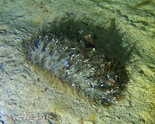 Representative image of Aphroditidae