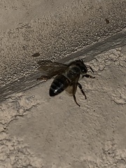 Apis mellifera