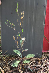 Senecio prenanthoides