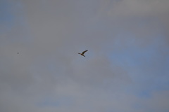 Falco tinnunculus