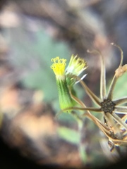 Senecio prenanthoides