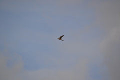 Falco tinnunculus