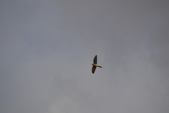 Falco tinnunculus