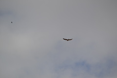 Falco tinnunculus